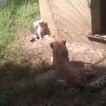 Кошка 'в гостях' у гепарда