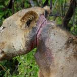 В танзании львы три года кормили сородича, попавшего в капкан