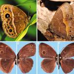 При смене погоды самцы и самки бабочек могут меняться ролями