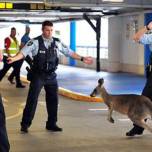 Австралийские полицейские поймали кенгуру на стоянке аэропорта