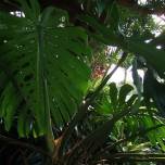 Зачем тропическому растению дырявые листья