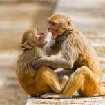 Склонность приматов к социализации заложена генетически