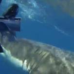 Разъярённая акула чуть не опрокинула лодку австралийских рыбаков