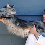 Самый длинный в мире кот породы мейн-кун умер в сша