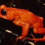 Оранжевая жаба  (лат. bufo periglenes)