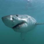 В новой зеландии акулы-людоеды растерзали мужчину