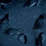 В перу впервые в истории зафиксирован факт нападения вампиров на пингвинов