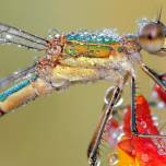 Фотоочевидец: макросъемка насекомых