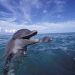 В крыму боевые дельфины вмс украины устроили побег