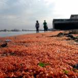 Тысячи мертвых креветок окрасили в красный цвет чилийский пляж