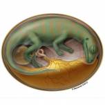 Палеонтологи заглянули внутрь яйца динозавра