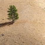 Деревья в условиях засухи издают звуки