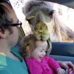 Наглый верблюд из сафари-парка попытался 'зажевать' девочку