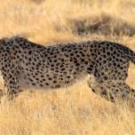 Ловкость и манёвренность гепарда делает его исключительным охотником