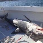 У берегов сша акула сама запрыгнула в лодку к рыбакам