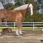 Самая маленькая лошадь в мире -  фалабелла