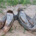 В вологодской области дачники нашли на речке челюсть мамонта