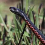 Чёрная змея (лат. pseudechis porphyriacus), или чёрная ехидна
