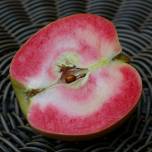 Розовый жемчуг (pink pearl apples)- необычный сорт яблок
