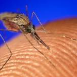 Обоняние малярийных комаров обостряется ночью
