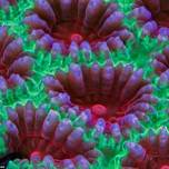 Макросъемка кораллов от  daniel stoupin