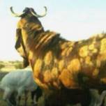 Самый дорогой козёл был продан за 3,46 млн долларов в саудовской аравии
