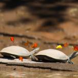 Бабочки бассейна амазонки утоляют жажду слезами местных черепах