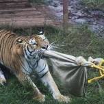 Посетители китайского зоопарка могут померяться силой с тигром