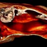 Cейшельские лягушки (sechellophryne gardineri) слушают ртом