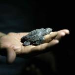 Первые моменты жизни детенышей оливковой черепахи ридли