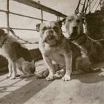 Собаки, что оказались на лайнере титаник