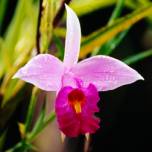 Ботаники собрали в жерле вулкана редчайший вид орхидей