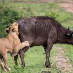 Взаимовыручка: африканский буйвол спас товарища от голодных львов