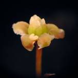 Генетики расшифровали днк первого цветкового растения на земле