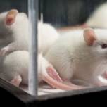 Ученые нашли причины старения и смогли повернуть его вспять у мышей