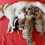 В китайском зоопарке дворняга стала приемной мамой для амурских тигрят