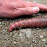 Гигантский дождевой червь (лат. megascolides australis)
