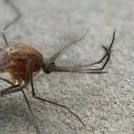 В лондонском метро водится уникальный вид комаров, которого нет больше нигде в мире