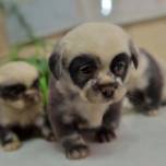 Щенки, похожие на детенышей панды, родились у обычной дворовой собаки