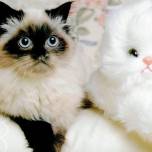 Доктор айболит: размножение кошки
