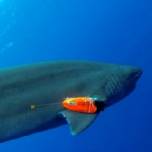 При помощи датчиков ученые смогут больше узнать о пищевых пристрастиях акул