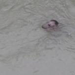 В водозаборе британской аэс живет самка тюленя