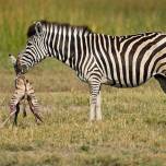 Полоски защищают зебр от назойливых мух