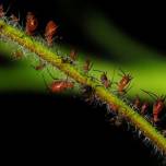 Тли помогли узнать, как растения реагируют на гусениц