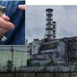 Чернобыльские птицы весьма успешно адаптировались к радиации