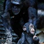 Шимпанзе имеют почти те же черты личности, что и человек