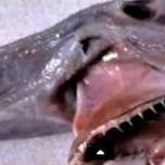 Рыбаки выловили в море 5,5-метровую акулу-гоблина