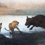 Стадо буйволов вступило в схватку с голодными львицами