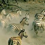 Масштабная миграция зебр в африке сильно удивила биологов