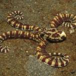 Мимический индонезийский осьминог (лат. thaumoctopus mimicus)
